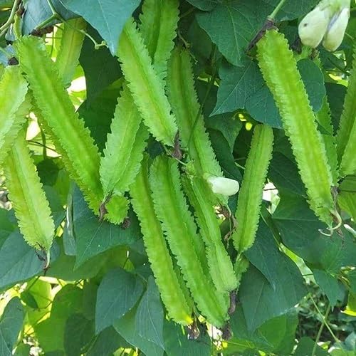 Green Winged Bean ,green vegetable seeds - Heirloom, Organic, Non Gmo Garden Seeds for kitchen garden planting