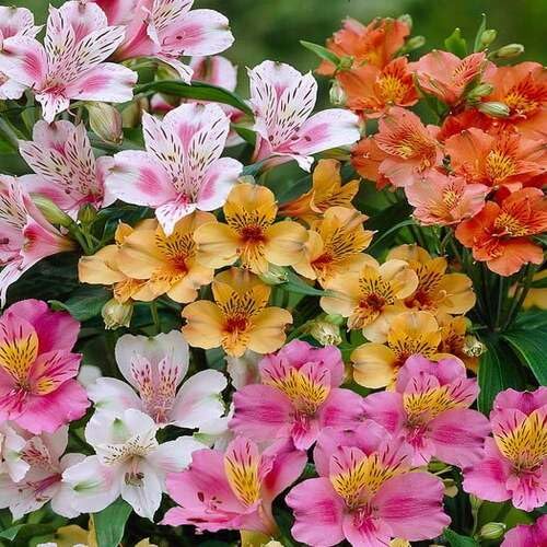 Mixed Alstroemeria Flower Seeds
