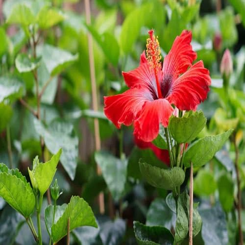 Red Blooming Hibiscus Flower Seeds