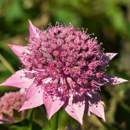 Pink Astrantia Flower Seeds