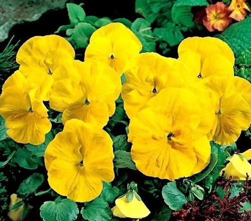 Yellow Double Pansy Rococo Smes Flower Seeds