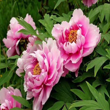 Pink Light Paeonia Flower Seeds