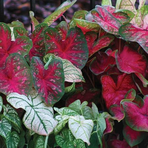 Mixed Caladium Flower Seeds