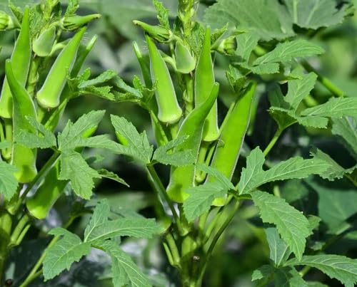 Green Okra vegetable seeds vegetable seeds for Home Gardening, Organic Raised Bed Gardening for kitchen garden planting