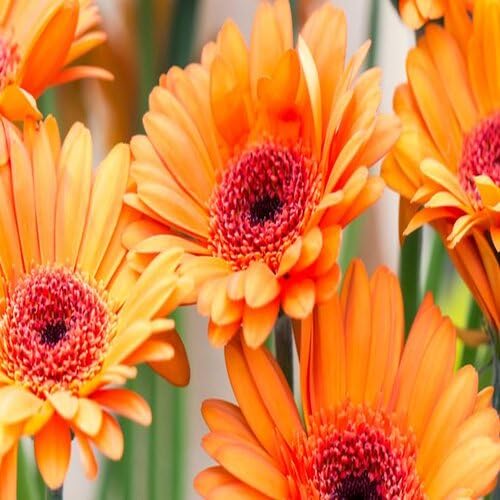 Orange Daisy Flower Seeds