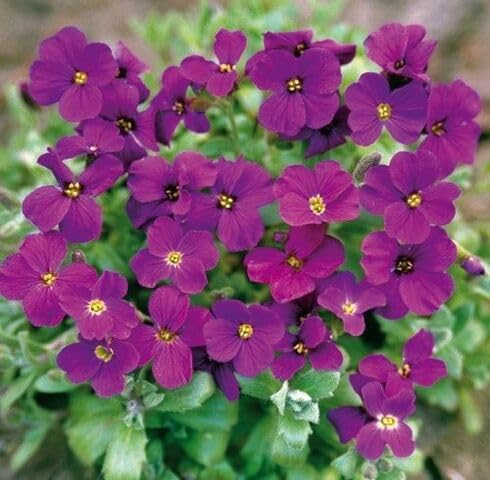Violet Aubretia Flower Seeds