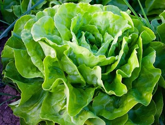 Organic Lettuce vegetable seeds for Home Gardening, Healthy Seasonal Vegetable Planting for kitchen garden planting
