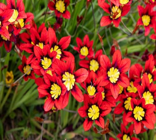 Red Sparaxis Flower Seeds