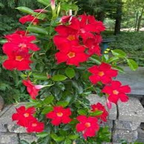 Red Climbing Dipladenia Flower Seeds