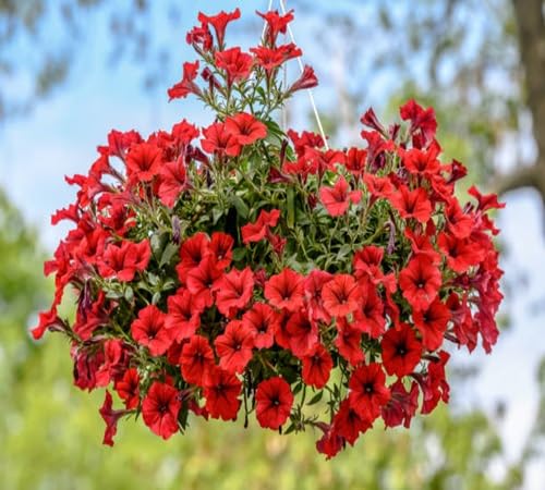 Red Petunia Flower Seeds