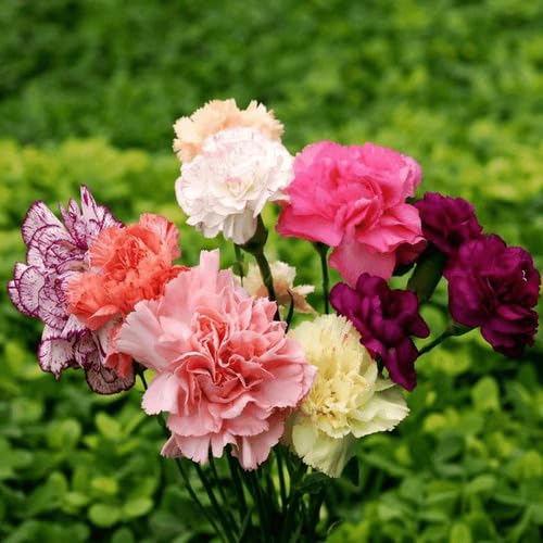 Mixed Dianthus Caryophyllus Flower Seeds