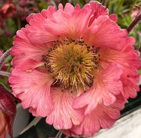 Pink Geum Flower Seeds