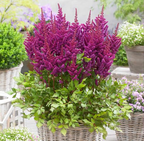 Purple Astilbe Flower Seeds