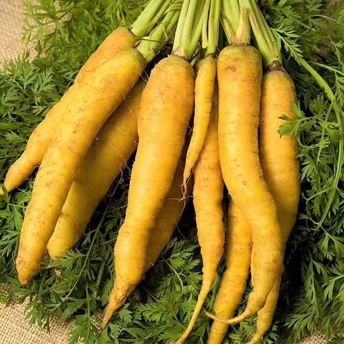 Carrot vegetable seeds Yellow vegetable seeds for Home Gardening, Healthy Culinary Garden Variety for kitchen garden planting