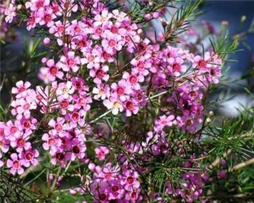 Pink Chamelaucium Uncinatum Flower Seeds