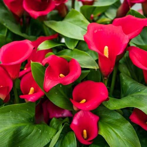 Red Calla Lily Flower Seeds