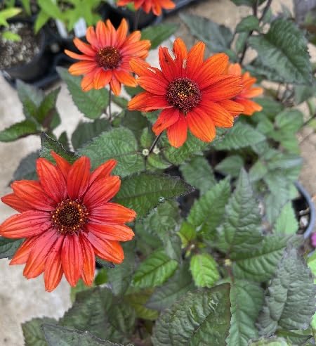 heliopsis flower orange Fruit Seeds for Home Planting Premium Germination Healthy Harvest Growing