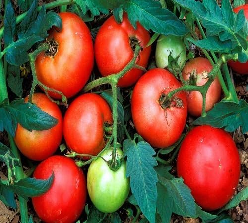 Tomato Vegetable Seeds Heirloom, Non-GMO for Home Garden Planting