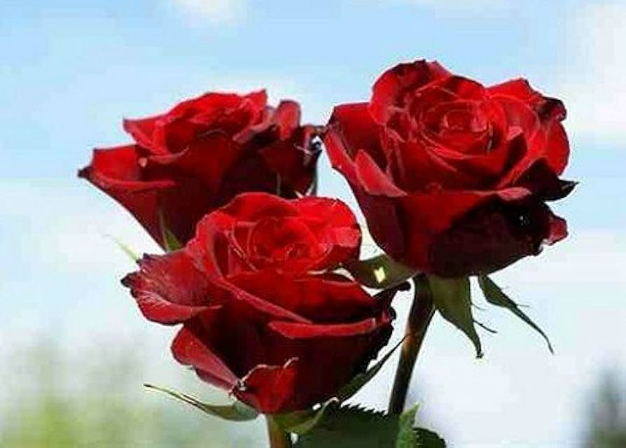 Red Heirloom Roses Fire Bush Double Flower Organic Perennials Garden Projects Flower Seeds