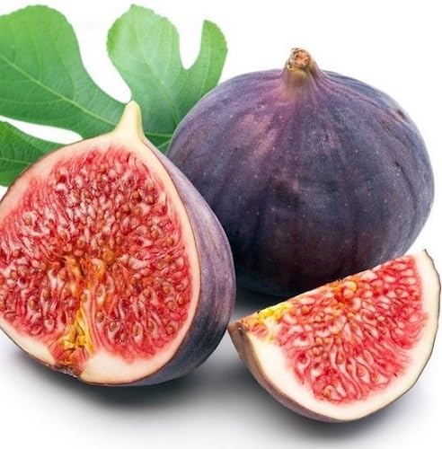 Ficus Carica Fruits . Fruit fruit seeds for organic garden planting