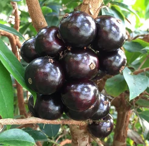 Black Jaboticaba Fruit Seeds organic garden seeds