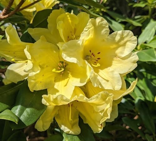 Yellow Giant Rhododendron Flower Seeds