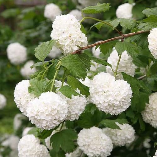 White Viburnum Flower Seeds