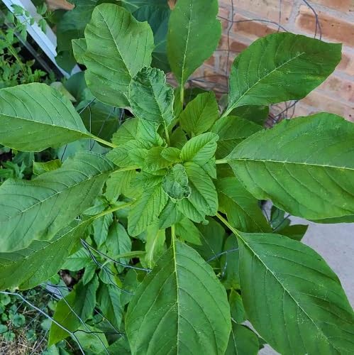 CALLALOO Green vegetable seeds for Home Gardening, Easy Grow Culinary Garden Selection for kitchen garden planting