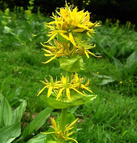 Yellow Gentian Flower Seeds