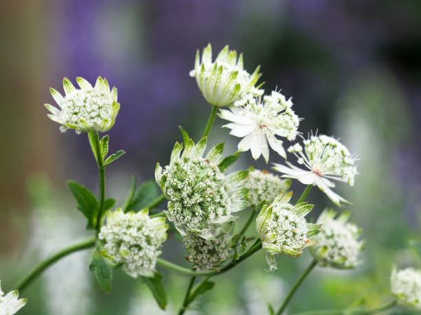 Astrantia Flower Seeds