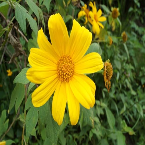 Yellow Tithonia Flower Seeds