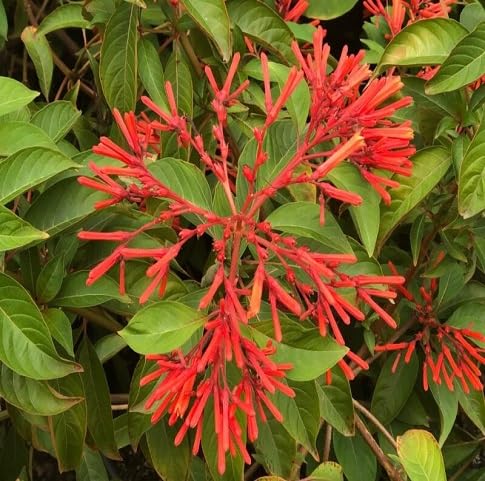 Hamelia Flower Seeds