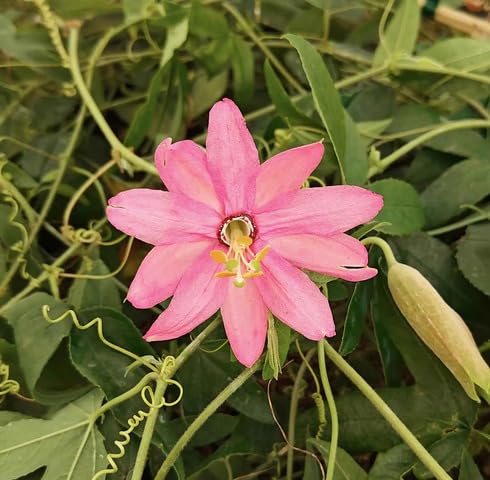 Pink Passiflora Flower Seeds