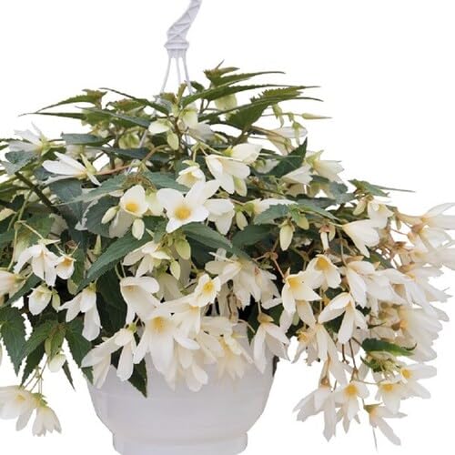 white lantern begonia flower