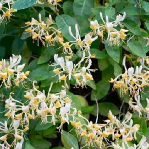 Honeysuckle Flower Seeds