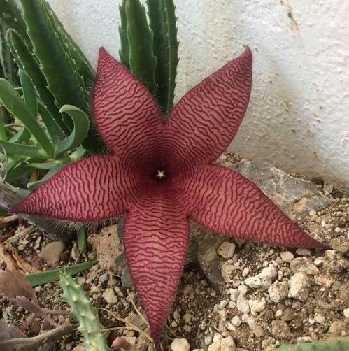 Marron Stapelia Flower Seeds