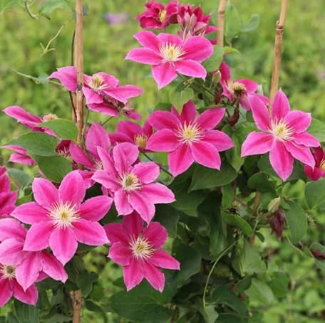 Pink Clematis Flower Seeds