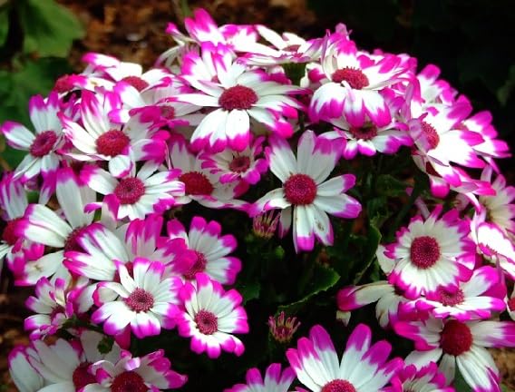 Pink White Pericallis Flower Seeds