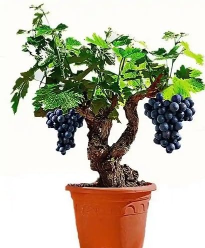 Green Bonsai Grapes . Fruit Seeds Rare Tropical Orchard Variety for Natural Tropical Planting