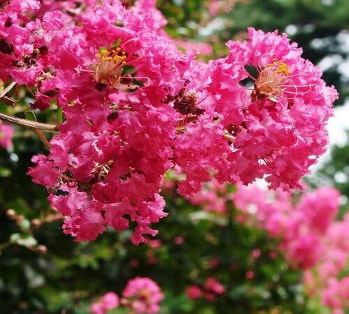 Pink Myrtle Flower Seeds