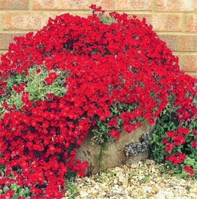 Red Creeping Thyme Plant Seeds herb seeds - terrace planting, organic garden seeds