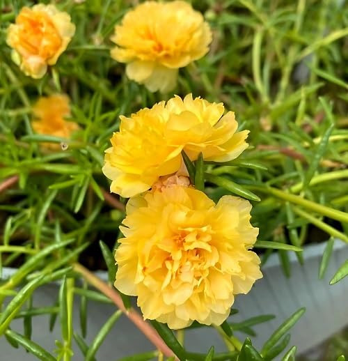 Yellow Moss Rose Flower Seeds