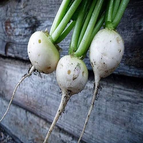 Radish Vegetable Seeds Heirloom, Non-GMO for Home Garden Planting