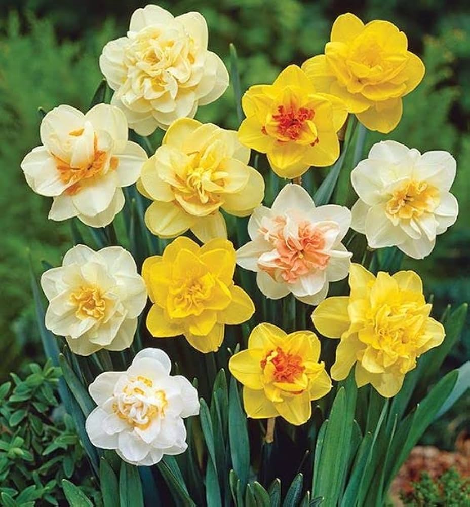Daffodil Flower Seeds Mixed