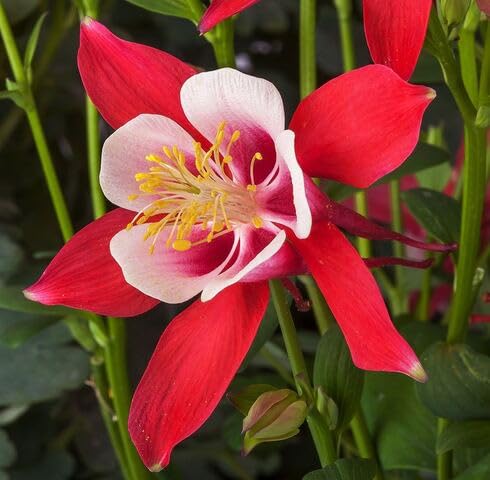 Red White Aquilegia Vulgaris Flower Seeds