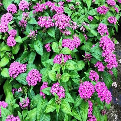 Pentas Flower Seeds