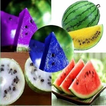 Multi Colour Watermelon Fruit Growing Fun And Colorful Watermelons Fruit Seeds