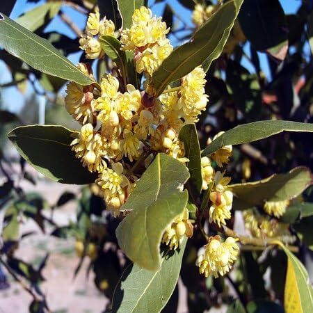 Laurus Nobilis Flower Seeds