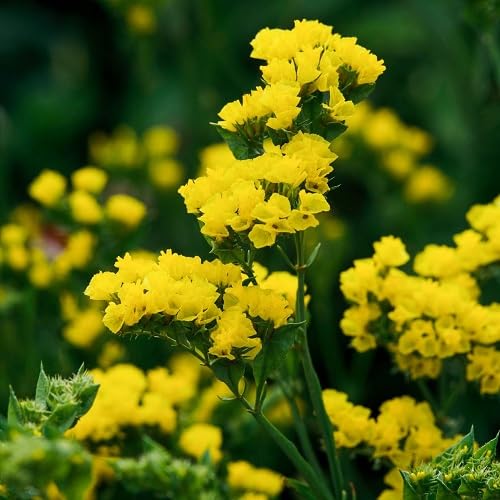 Yellow Statice Flower Seeds