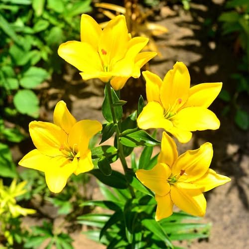 Yellow Clematies Flower Seeds